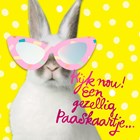 Paaskaart konijn met zonnebril